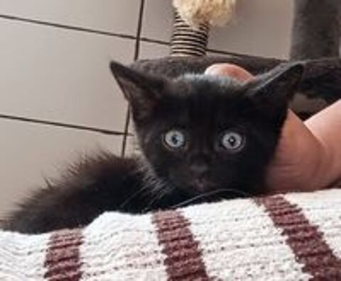   Chat KANSAS à l adoption 