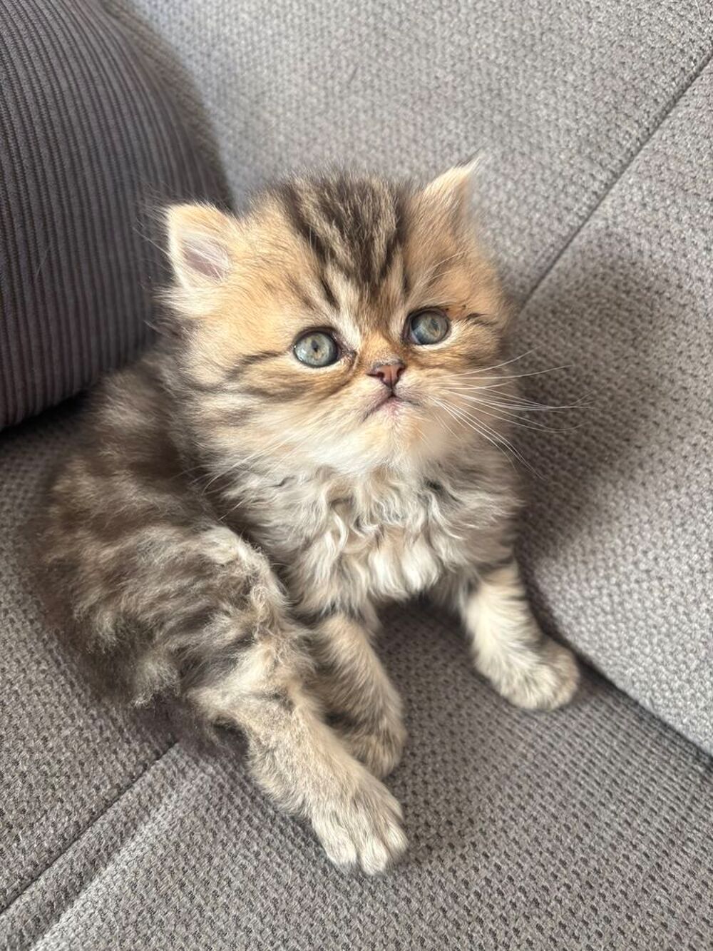   Chaton Persan Femelle 