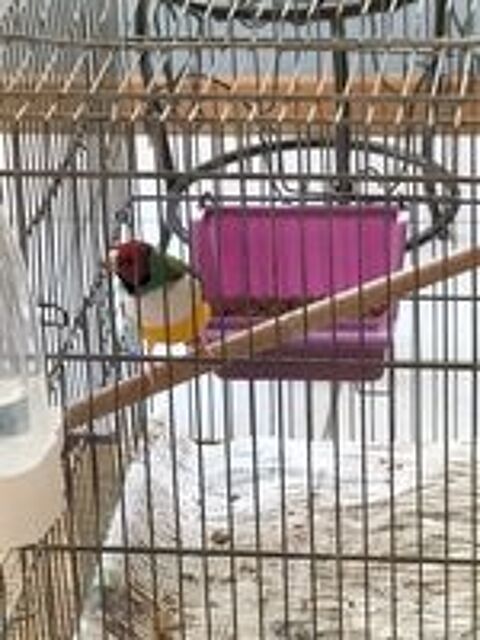   Diamant de gould  