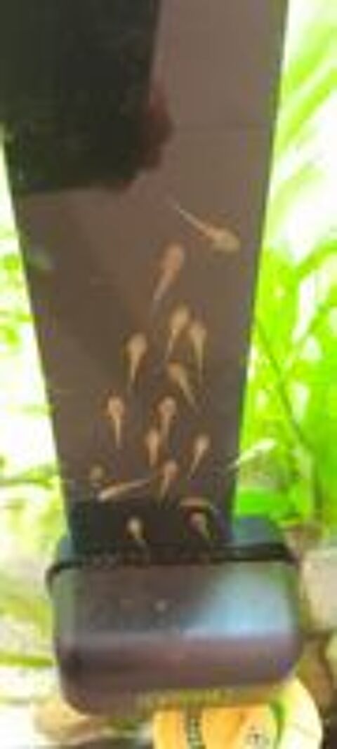  Petites crevettes grises  