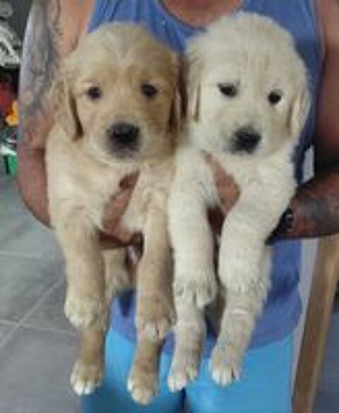   GOLDEN RETRIEVER NON LOF 