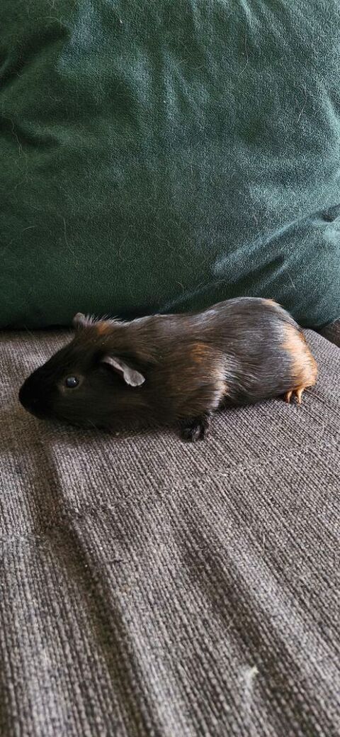 À donner ? Cochon d'Inde mâle de 6/7 mois ? Noirot ???
0 45000 Orlans