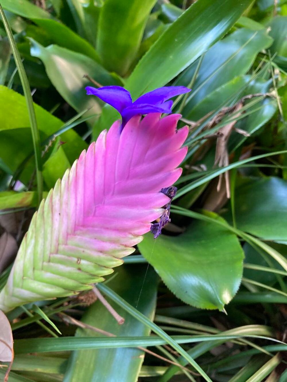 Plantes divers Jardin