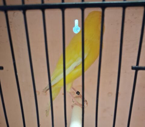 canaris 30 59169 Cantin