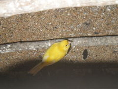   canaris 