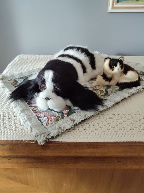 Chien endormi et chat vintage sur tapis 5 Crépy-en-Valois (60)