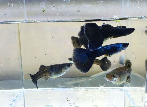 Guppy Moscow Blue (couples, alevins) 78630 Orgeval