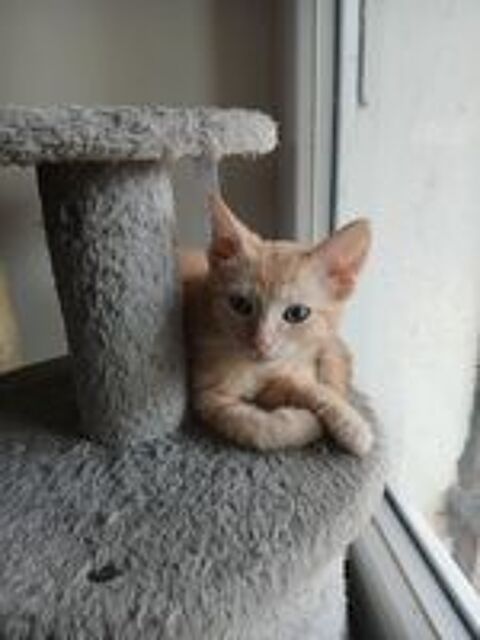  Donne 2 petite chattes de presque 3 mois  