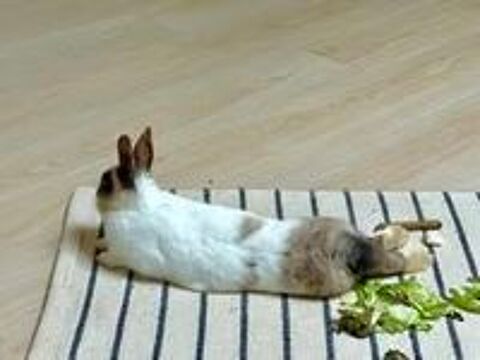   Lapin MOKA  l adoption 