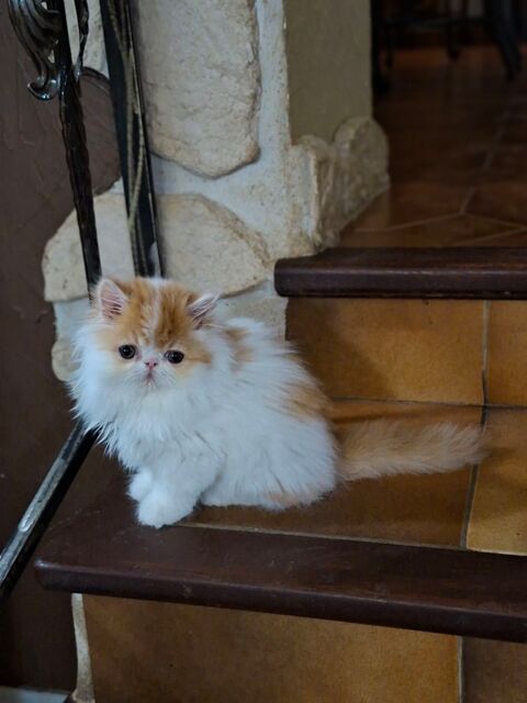 CHATONS PERSAN 1200 30340 Rousson
