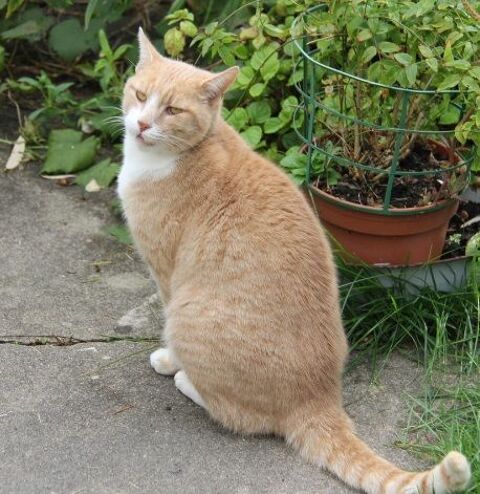 VOLTAIRE CHAT TIGRE ROUX CLAIR 3 ANS 195 92260 Fontenay-aux-roses