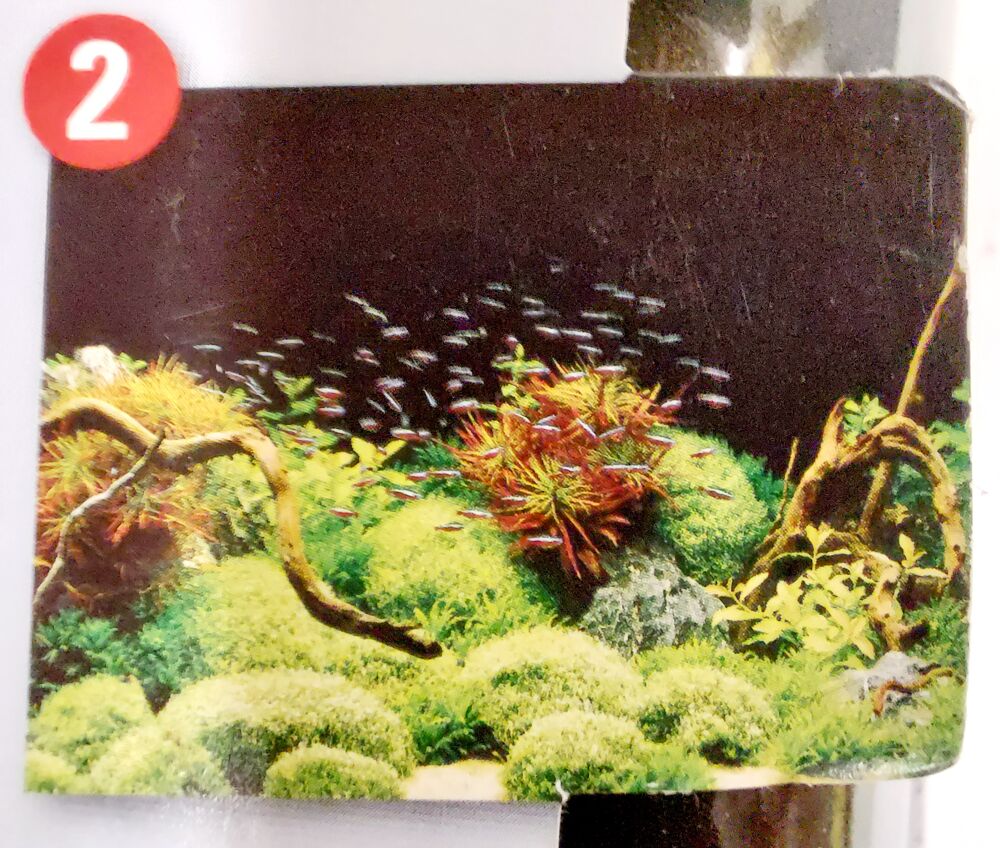 Poster fond aquarium 60x45cm marque Tetra Décoration