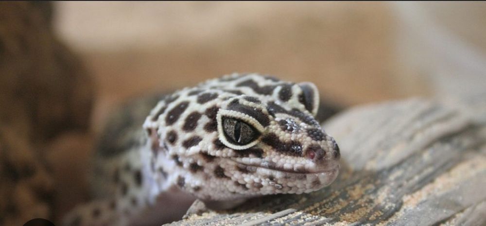   Gecko mle de 2 ans et demi  