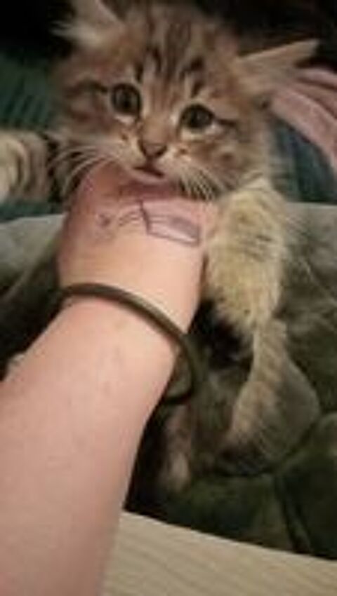   Chatons  