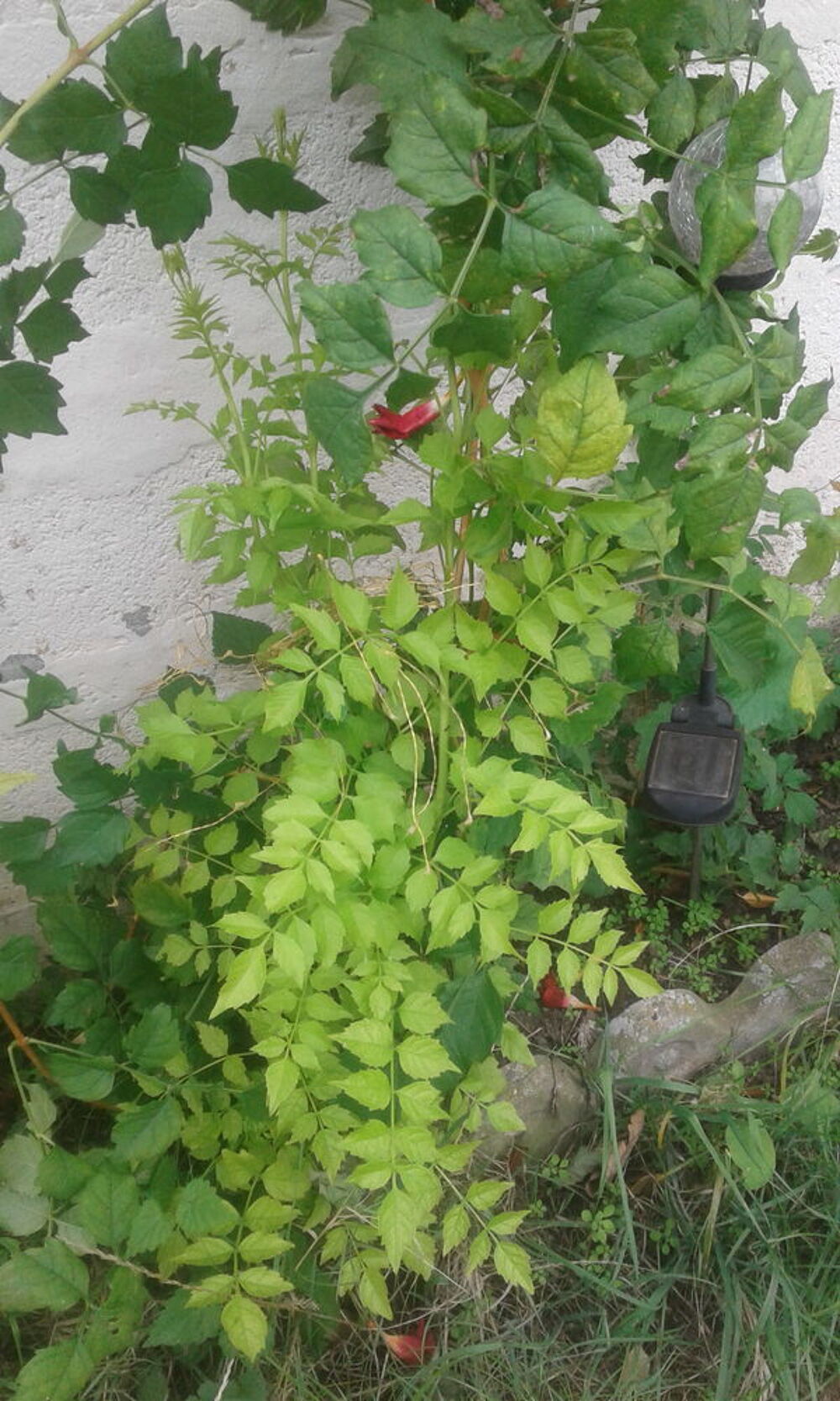 Plant Glycine et plant Campis Indien Jardin