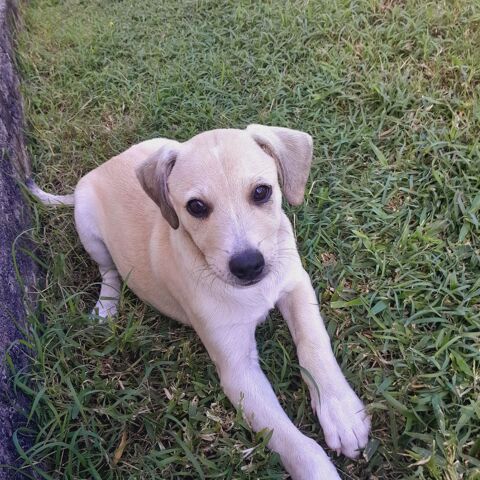 Yuno, femelle X border n&eacute;e le 14/09/2025 300 94000 Cr�teil