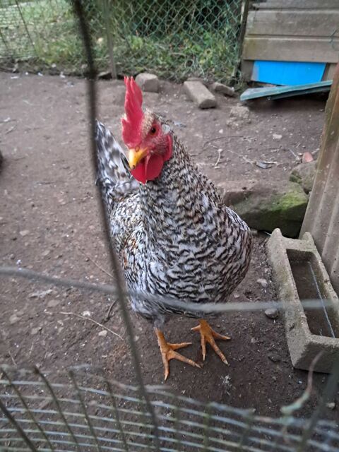 coq Plymouth 12 70200 Lyoffans