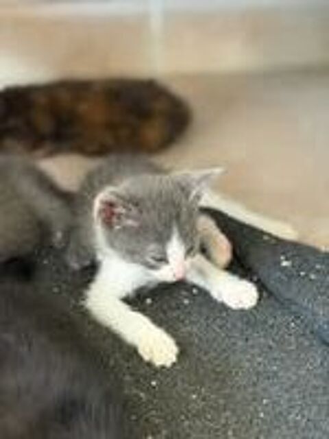   Chat ROZO à l adoption 