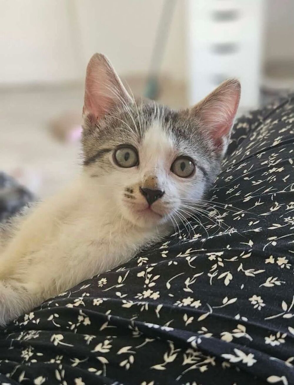   MILO 