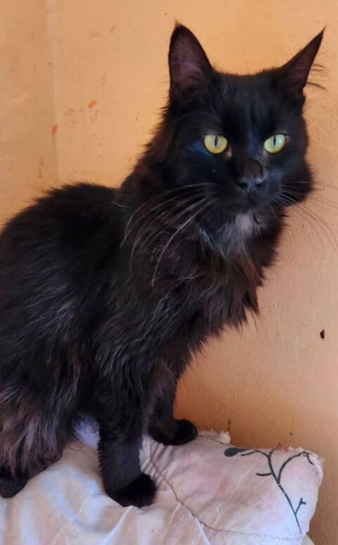 DIAMAND SE TROUVE DANS UN REFUGE AU MAROC 0 75018 Paris