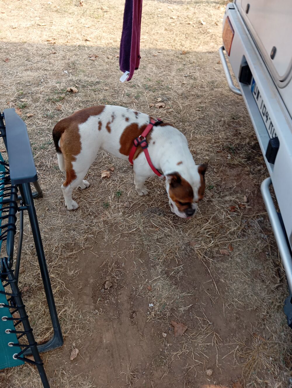   donne bouledogue continental 