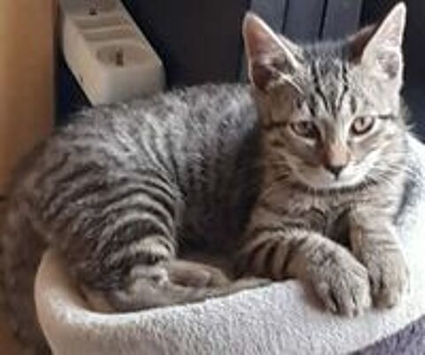   GOURMAND CHATON DE 2 MOIS 