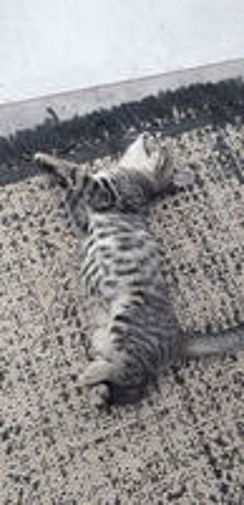   Donne chaton mâle 