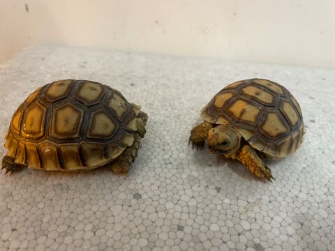 Tortue sulcata 90 30000 Nmes