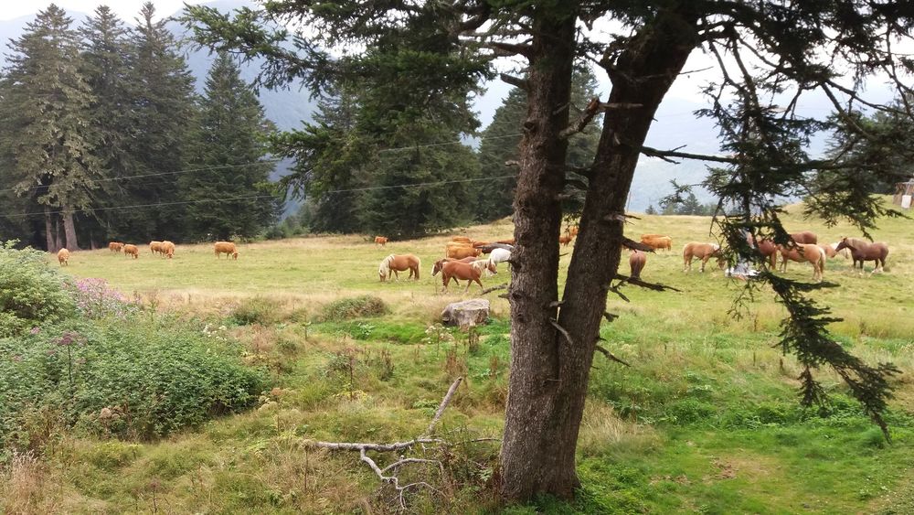 Vente Appartement Pyrénées ariégeoises  appartement de 2 pièces Ustou