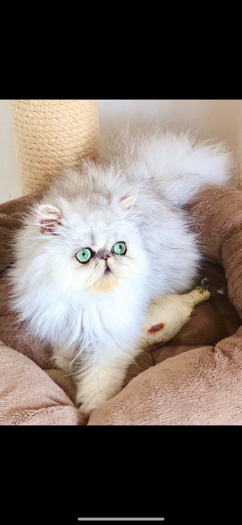 Chat persan 0 76370 Neuville les dieppe