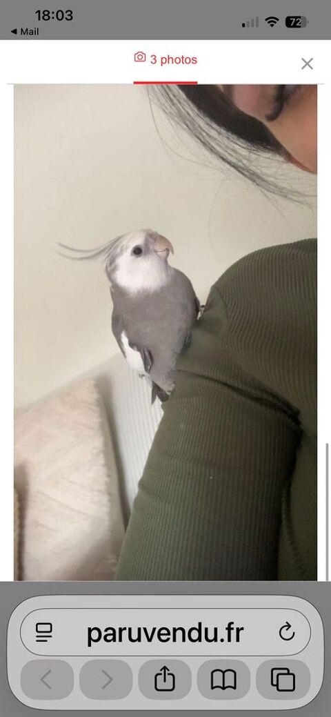 ch couple de calopsittes 0 31190 Auterive