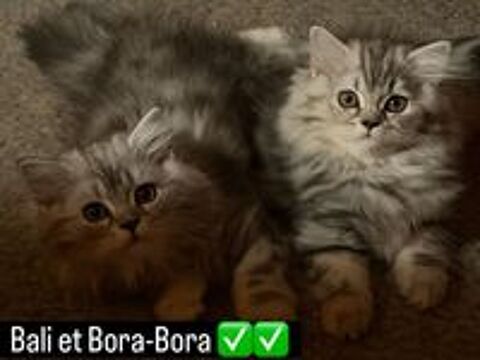   Chatons Highland Straight LOOF
