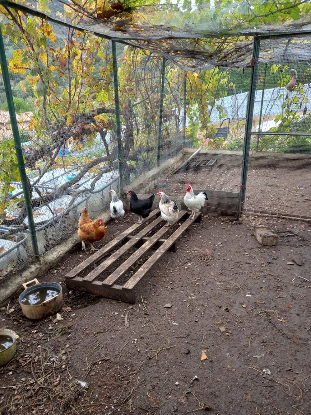 Poules pondeuses Jardin