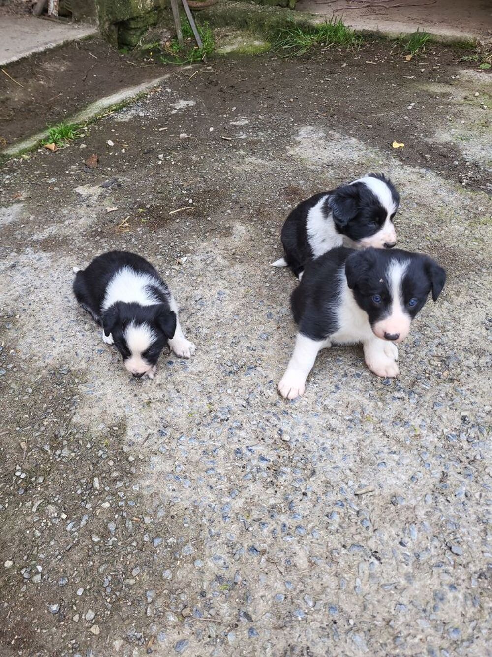   Chiots border Collie 