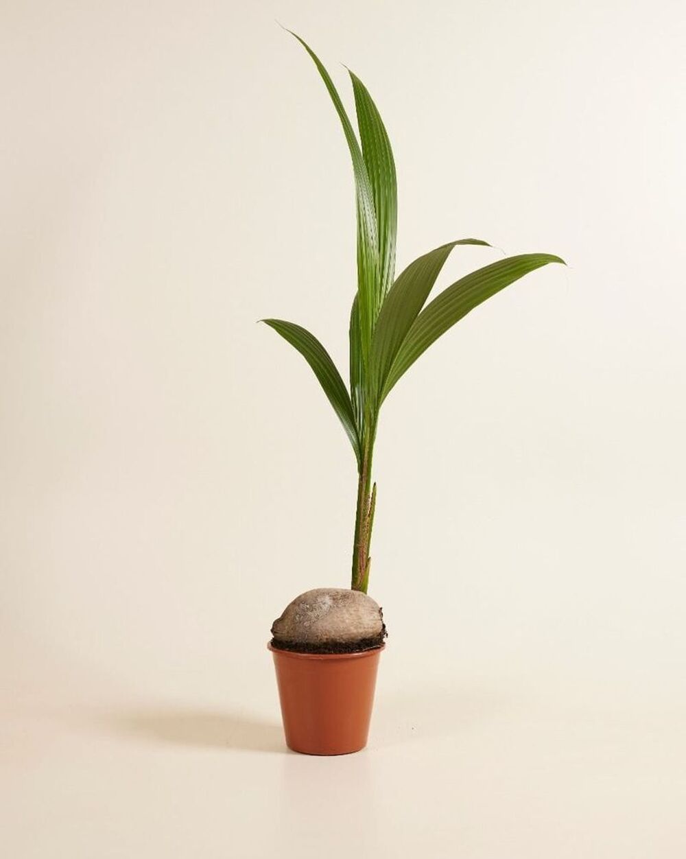 Cocotiers Jardin