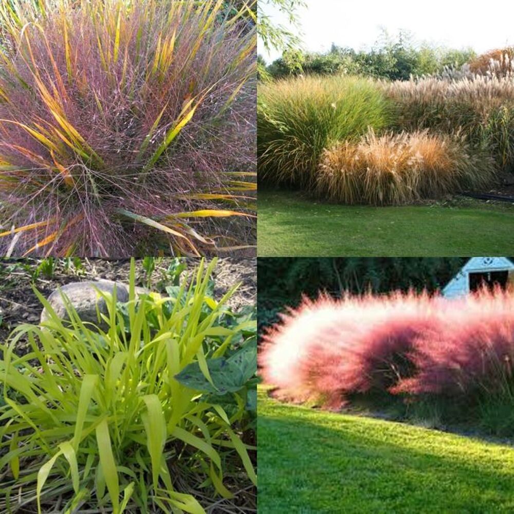 gramin&eacute;es ornementales Jardin