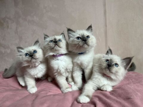 Adorables chatons Sacr&eacute; de Birmanie 850 95100 Argenteuil
