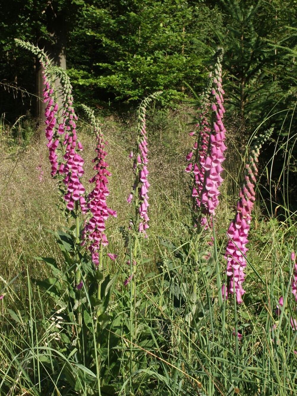Plant vivace ornemental aromatique graines Jardin