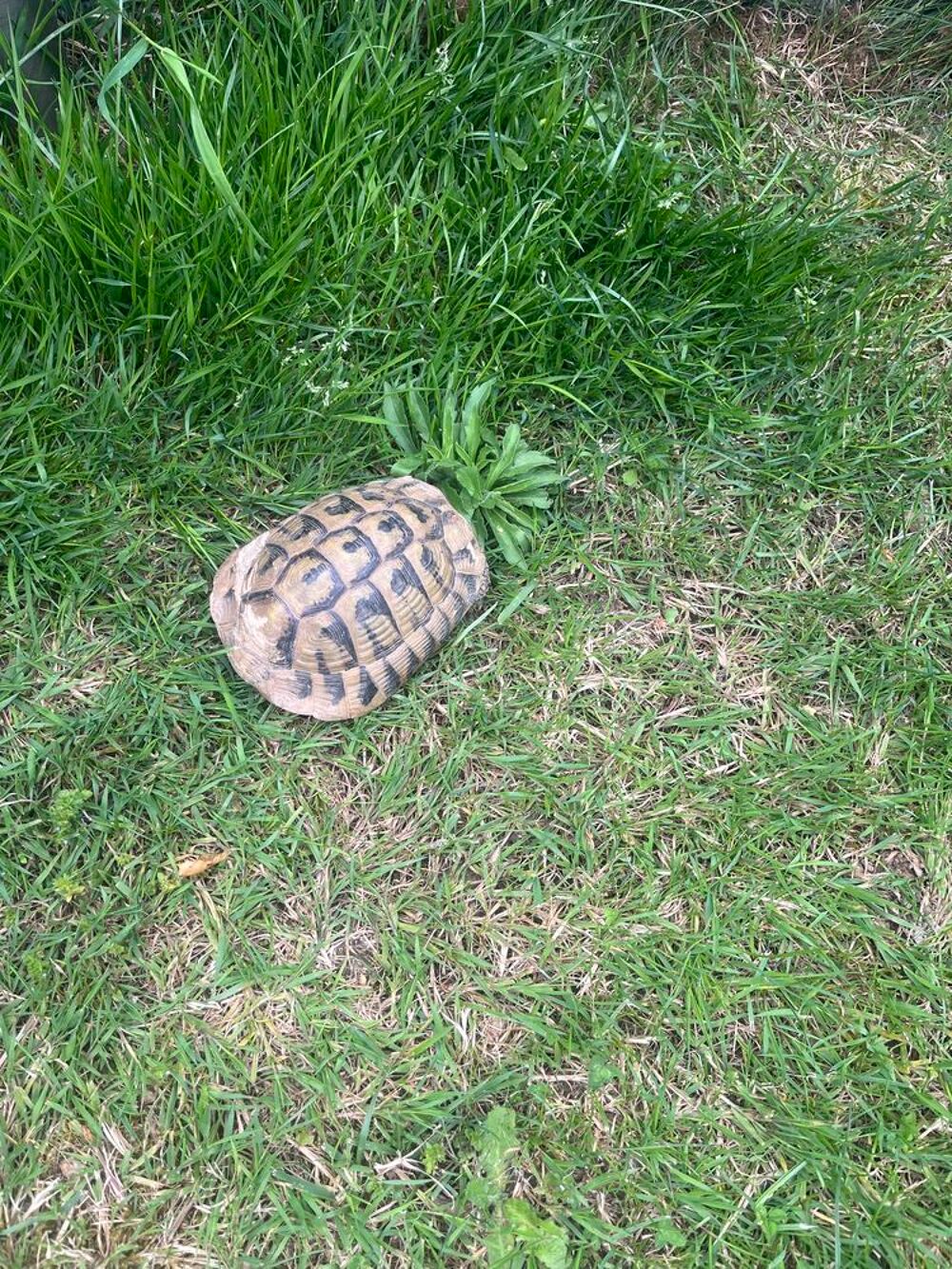 tortue Herman Jardin
