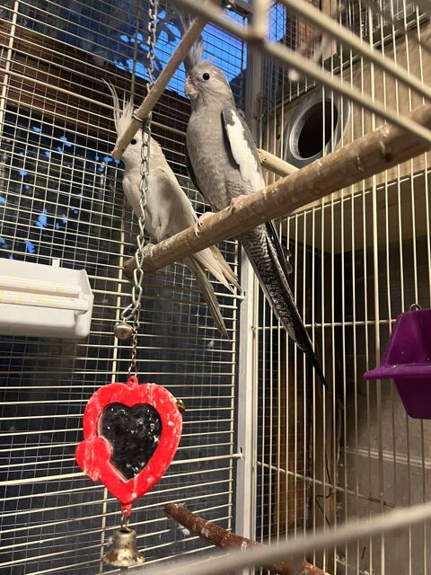 Calopsite m&acirc;le est femelle 100 93600 Aulnay-sous-bois