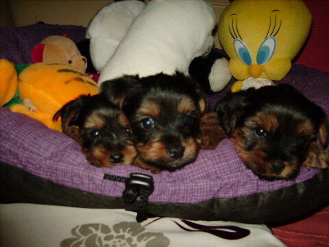 york 
1200 85140 Les essarts