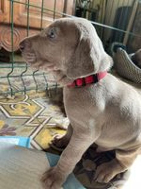   Chiots Braque de WEIMAR LOF 