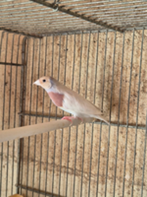   Diamant de gould 