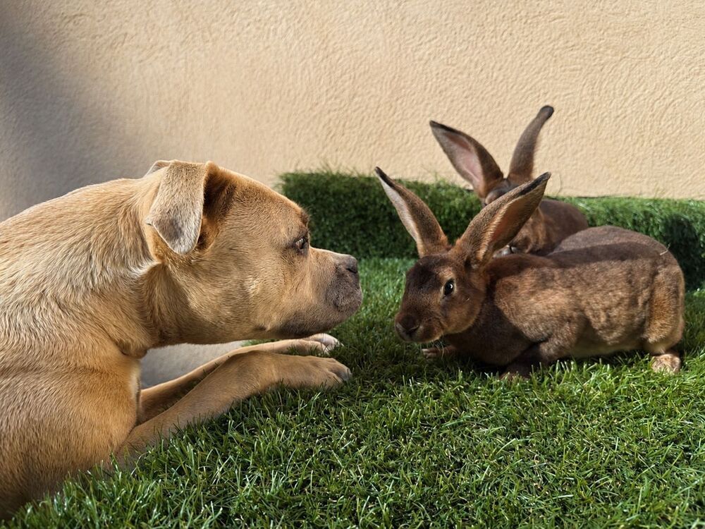 lapins Jardin