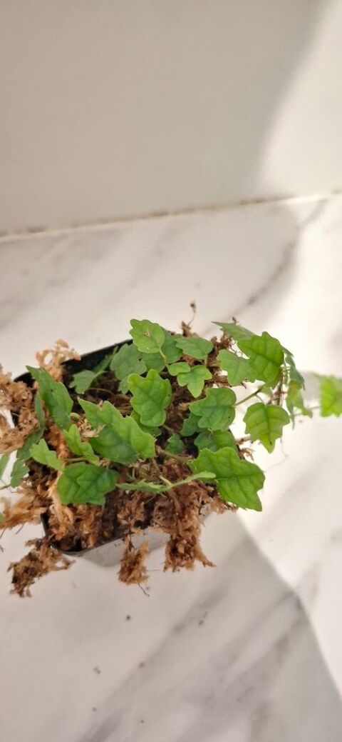 Ficus Quercifolia - plante terrarium- Clermont-Ferrand (63)