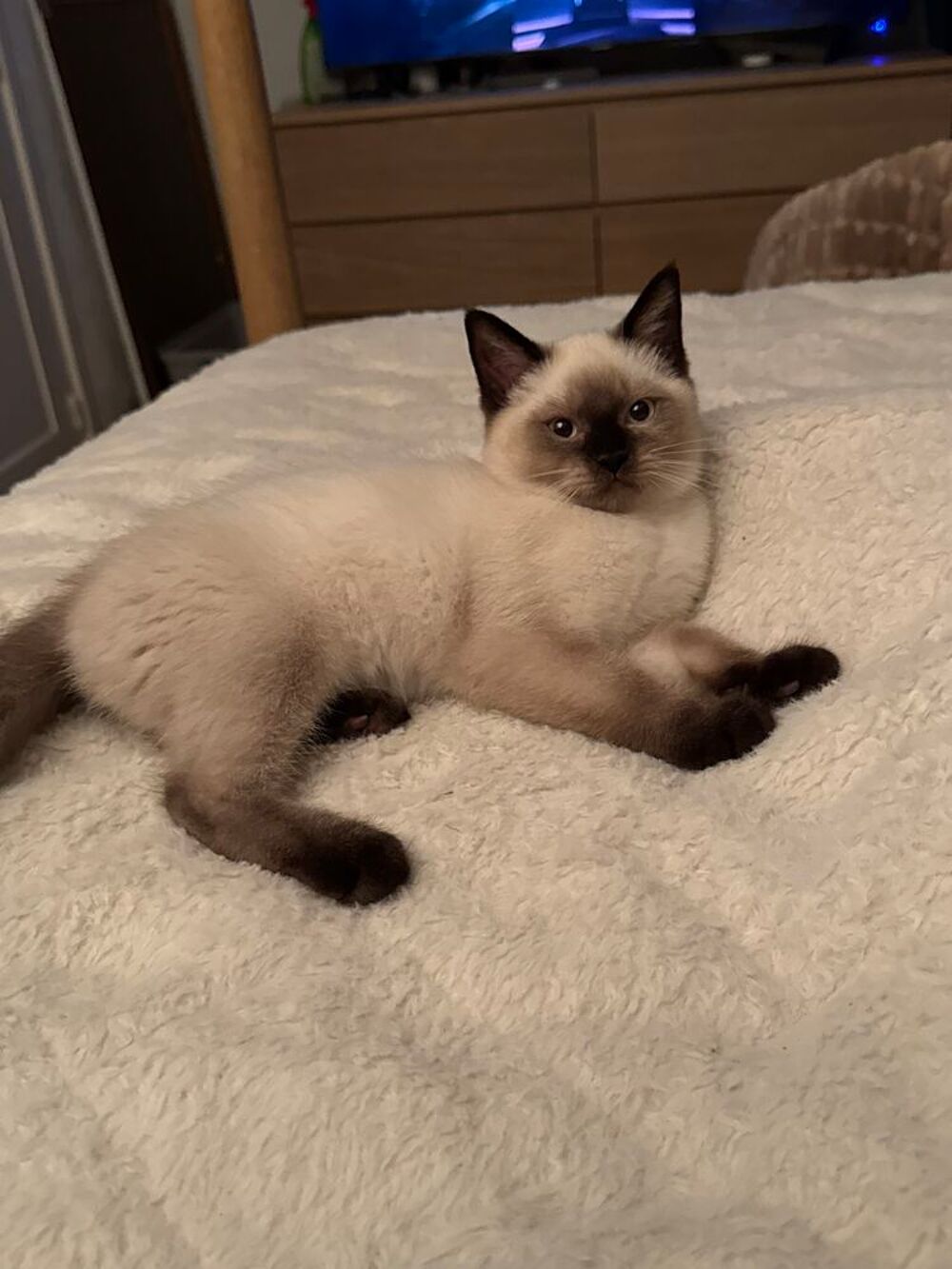   Chaton Scottish straight /British Shorthair  