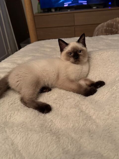 Chaton Scottish straight /British Shorthair 1160 80000 Amiens