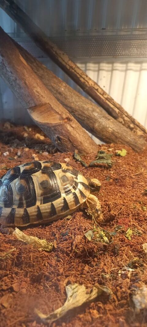 Tortue 250 92230 Gennevilliers