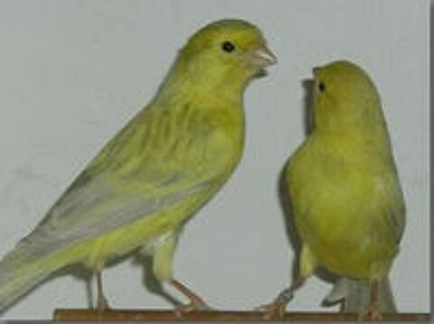   canaris 