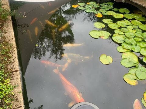 Carpes Koi 5 ans 35/40 cm 150 12500 Lassouts